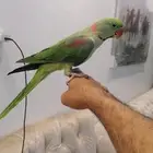 دره ماشاءالله تبارك الله الرحمن