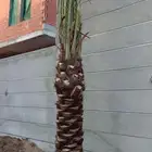 ابو ناصر لتوريد وتركيب جميع انواع انخل المثمر وزينه