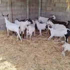 غنم للبيع
