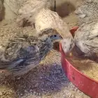 مطلوب سمان عمر شهر او شهرين