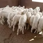 28 خروف فل شحم ونظافه وشعره ذبح كله