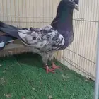 زوج باكستاني فاخر