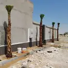 نخل واشنطن امريكي