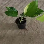 نبات البوتس