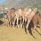 حشو المدينة العدد 9