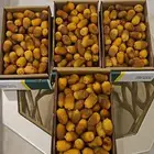 ام حمام كرتون 10 كرتونين 15
