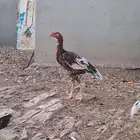 ديوك ثلاثه باكستانيه