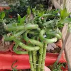 مشتل تنسيق الحدائق ابوعوض لله لبيع الشتلات والزهور