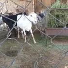 للبيع عدد ثلاث جفار ثنتين ثنيه وواحده رباع وشاه رفيديه دافع