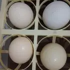 بيض اكل فقط للبيع