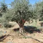 يوجد لديناء أشجار زيتون معمره ومحضن