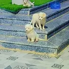 كلاب للبيع