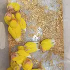 للبيع فروخ روز