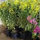 مصطفى بيع جميع انواع النخل والشجر والعشيب والورد والزهر