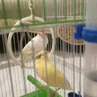 للبيع فروخ كناري سوري دم صافي علئ السوم