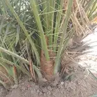نخل للبيع فسايل وجثايث طيبه خلاص سكري صقعي مجدول