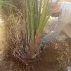 فروخ وجثايث