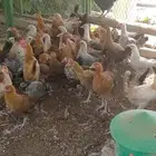 دجاج بلدي وفيومي