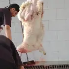 ذبايح حري و سواكن 1100 ريال