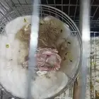 فرخ كناري