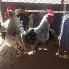 دياكه للبيع البيع كلهن علي 30 العدد 5