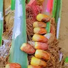 نخل للبيع فروخ فسايل صنو صقعي مجدول سكري عجوه صفاوي