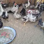 بط مسكوفي مصري منتج