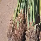 نخل البيع بجيزان