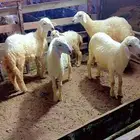 غنم حري