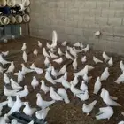 حمام فرنسي بياض للبيع