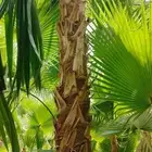 نخل واشنطونيا بجميع المقاسات