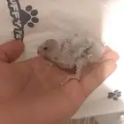 ما شاء الله تبارك وتعالى فروخ براكيت