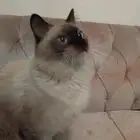 قطو هملايا