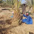 نخل للبيع معا ازراعه الموقع العلا