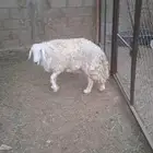 شاة حرية حرشاء حايل للبيع
