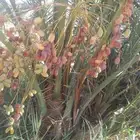 نخيل فراخه نخل للبيع