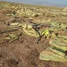 بلاستيك سكراب للبيع