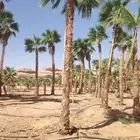 توريد جميع أنواع النخيل وتركيب الشبوك