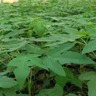 عبرودردليدي من اجودالانواع