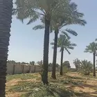 نخل مسمر ونخله واشنطني