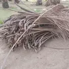 سعف نخل للبيع