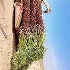 نخل اللبيع في الدوادمي