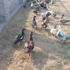 بط بلدي للبيع