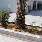 تنسيق الحدائق وترتيبه مشاتل الحبري
