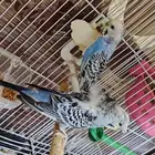 للبيع جوز بادجي تم البيع