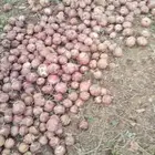 بصل جمله احمر حبه صغيره وحبه كبيره