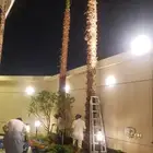 نخل واشنطني وعربي