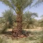 يوجد لدينا جميع انواع النخيل ولاشجار