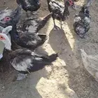 بط مسكوفي مصري منتج