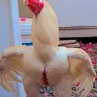 اذناب الھند